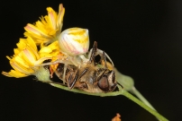 *(17800) Une araigne crabe et sa proie, une eristale. (Araneae - Thomisidae - Thomisus onustus) (Diptre - Syrphidae - Eristalis sp.)